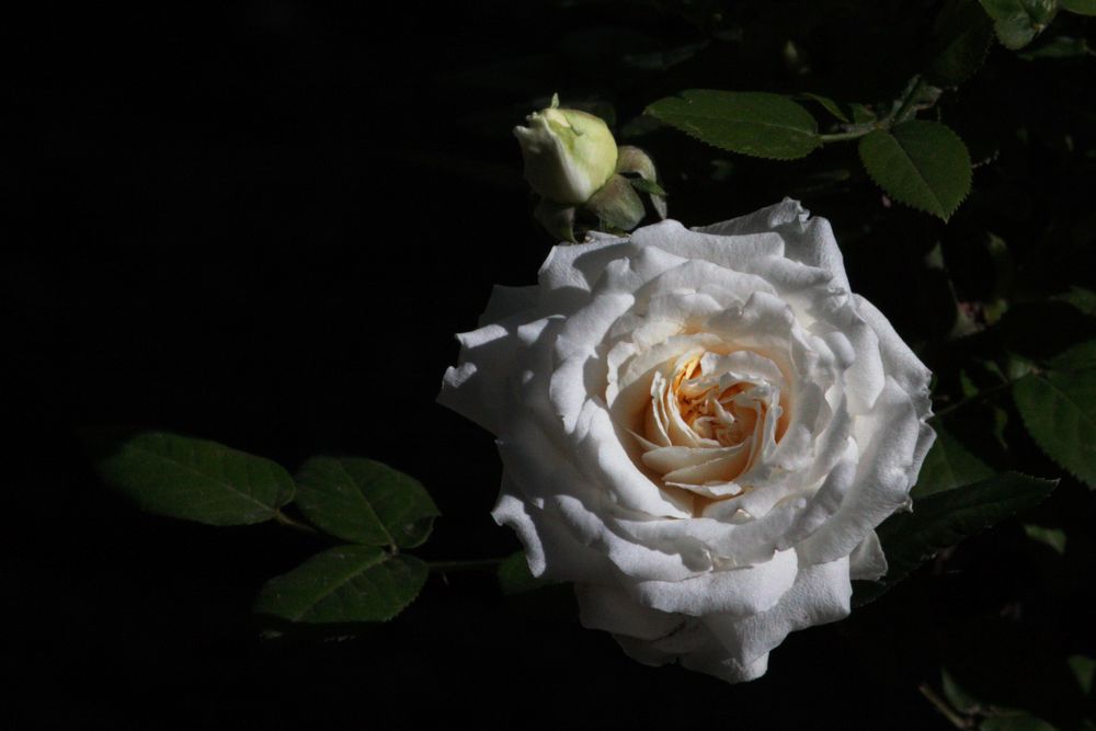 rosa blanca abierta