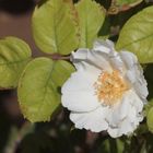 rosa blanca al sol 