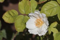 rosa blanca al sol 