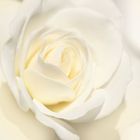 Rosa Blanca