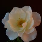 Rosa blanca