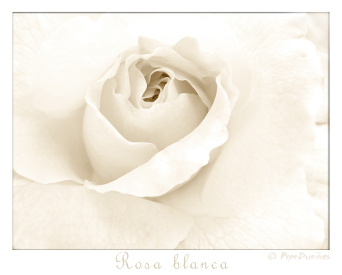 Rosa Blanca