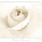 Rosa Blanca