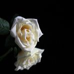 rosa blanca de tela