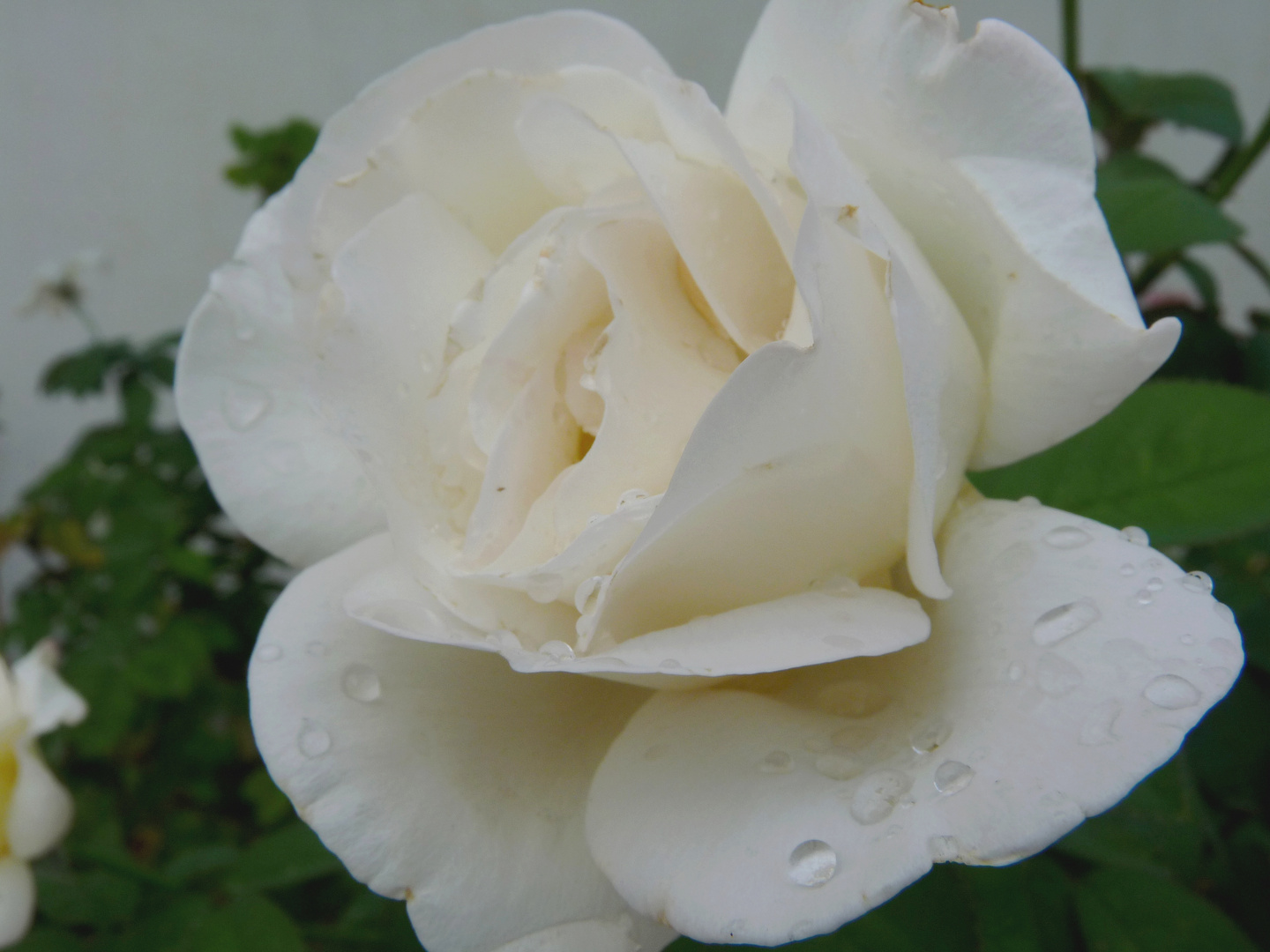 ROSA BLANCA DESPUES DE LA LLUVIA