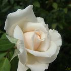 Rosa Blanca I