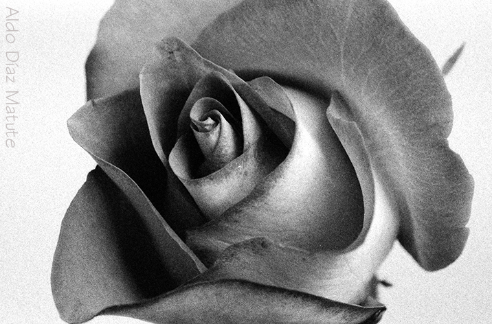 Rosa blanco y negro