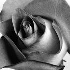 Rosa blanco y negro