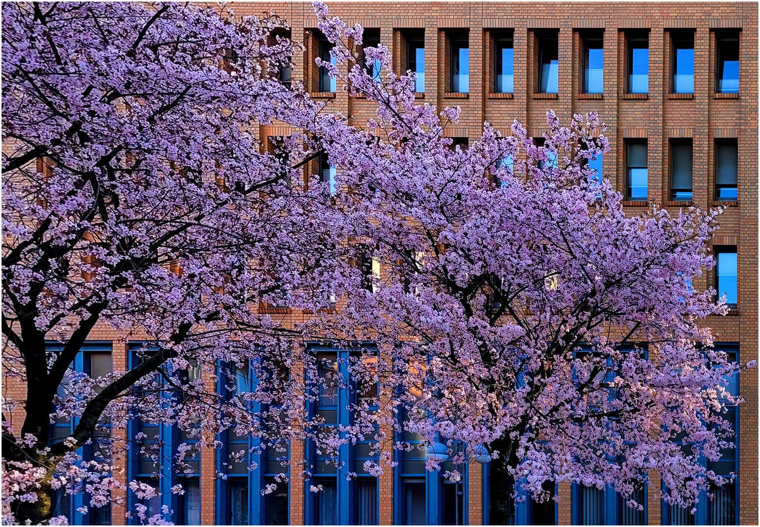 Rosa-blauer Frühling in der Stadt