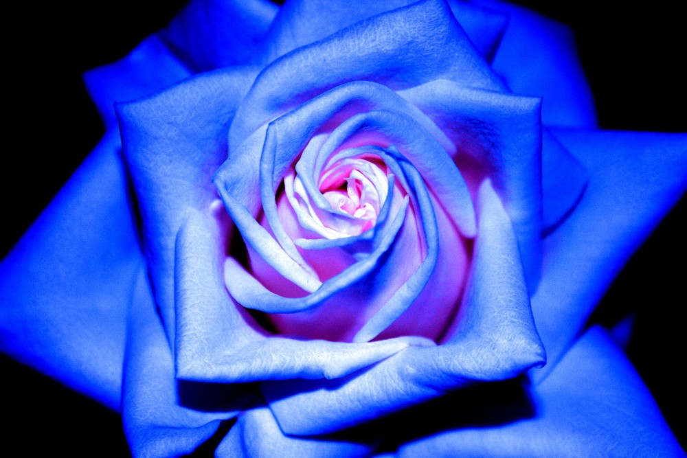 ROSA BLU Foto % Immagini| piante, fiori e funghi, natura Foto su