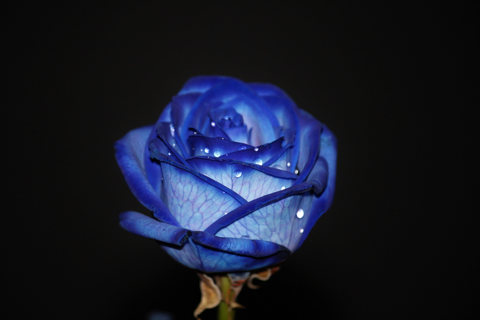 Rosa blu