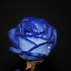 Rosa blu