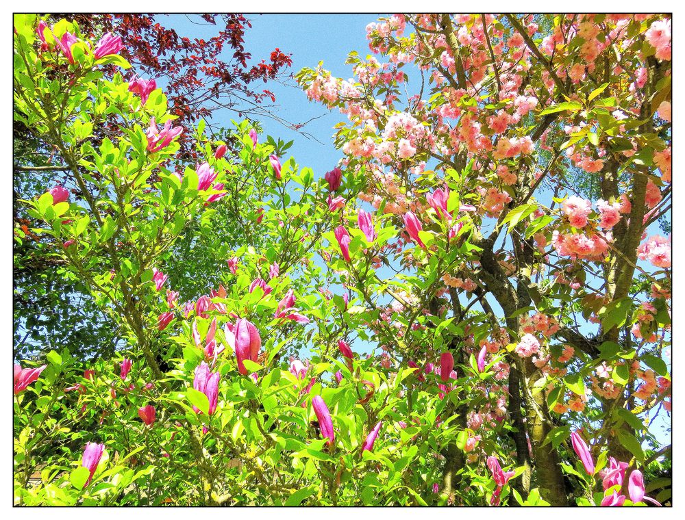 Rosa blühende Bäume Foto & Bild frühling, jahreszeit, natur Bilder