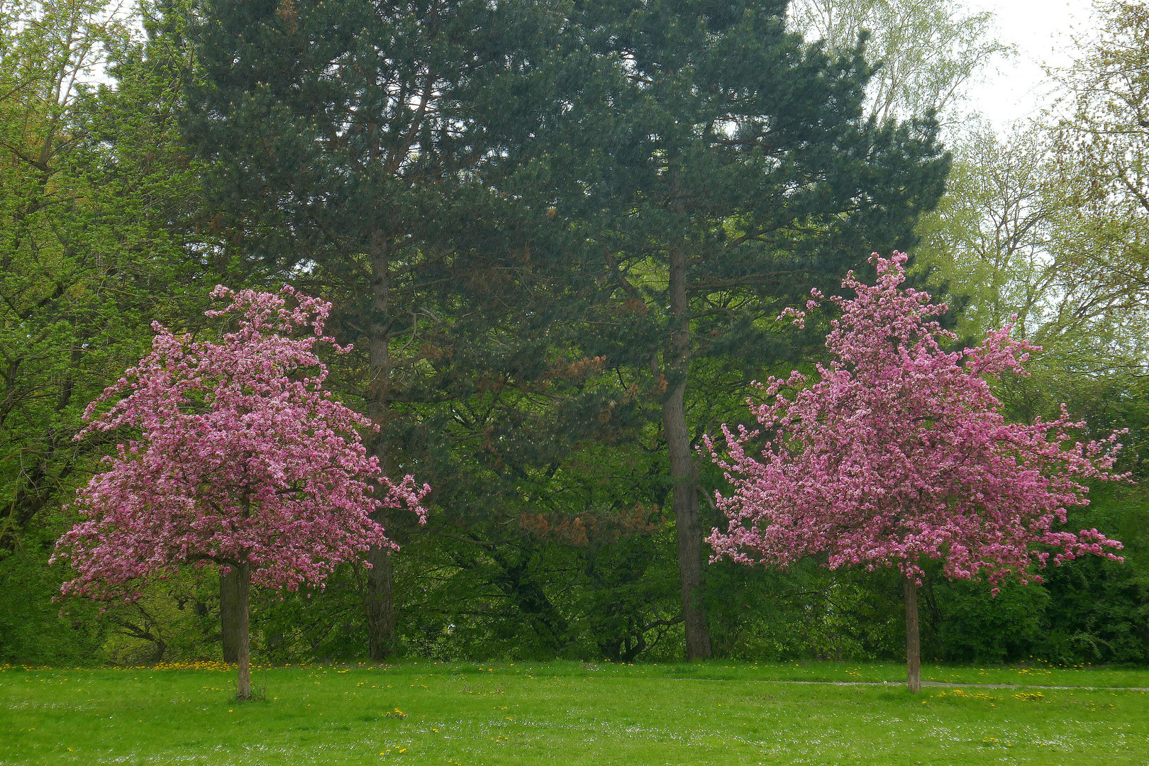 Rosa blühendes Duo