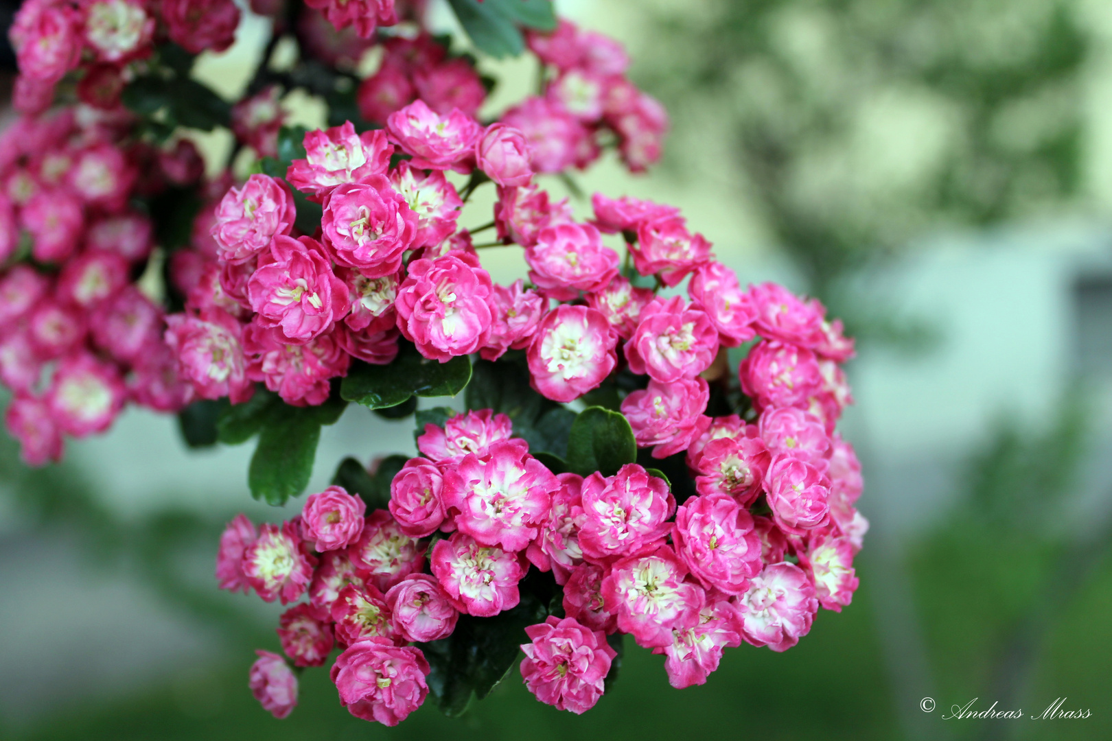 rosa Blümchen