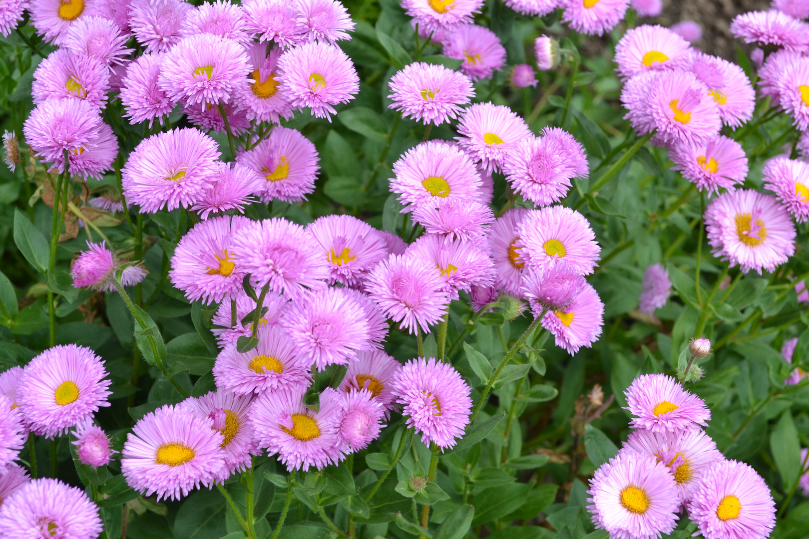 ***** Rosa Blümchen *****