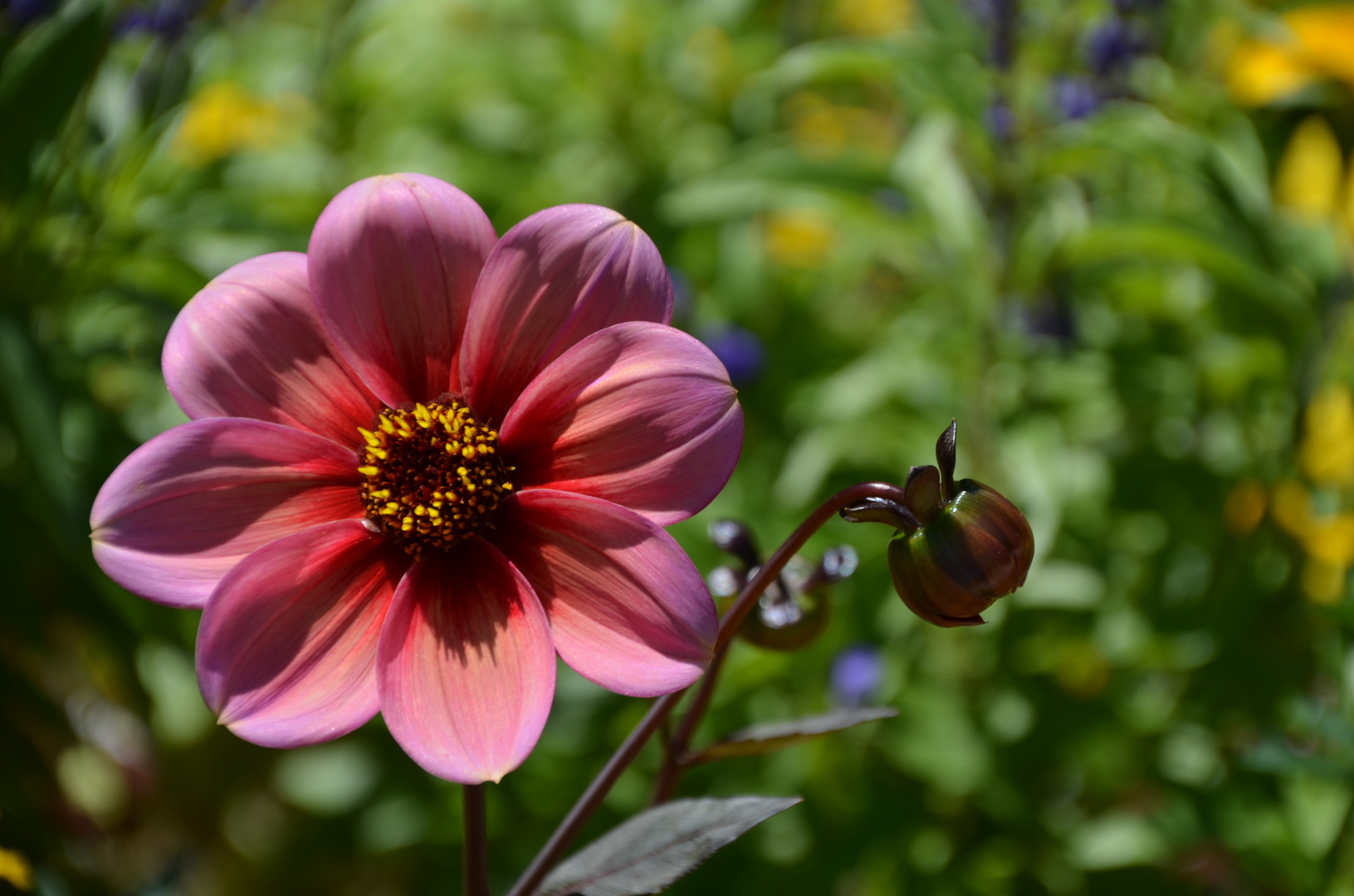 rosa Blümchen