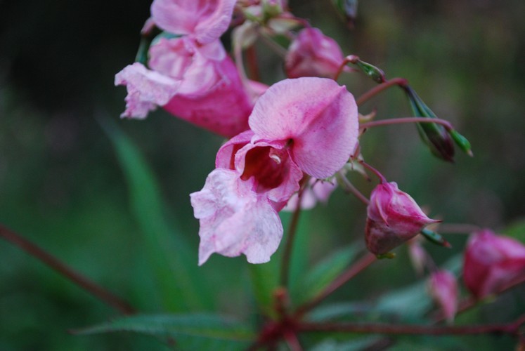 Rosa Blümchen. Kritik erwünscht.