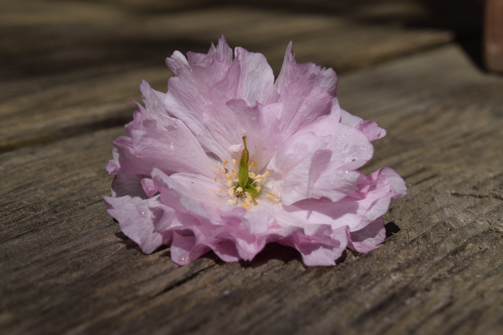 Rosa Blüte