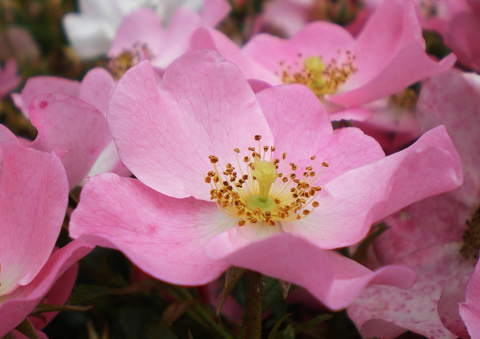 Rosa Blüte Foto & Bild pflanzen, pilze & flechten, blüten