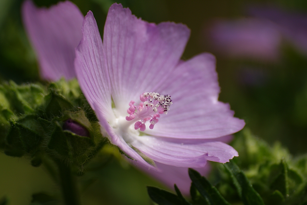 Rosa Blüte