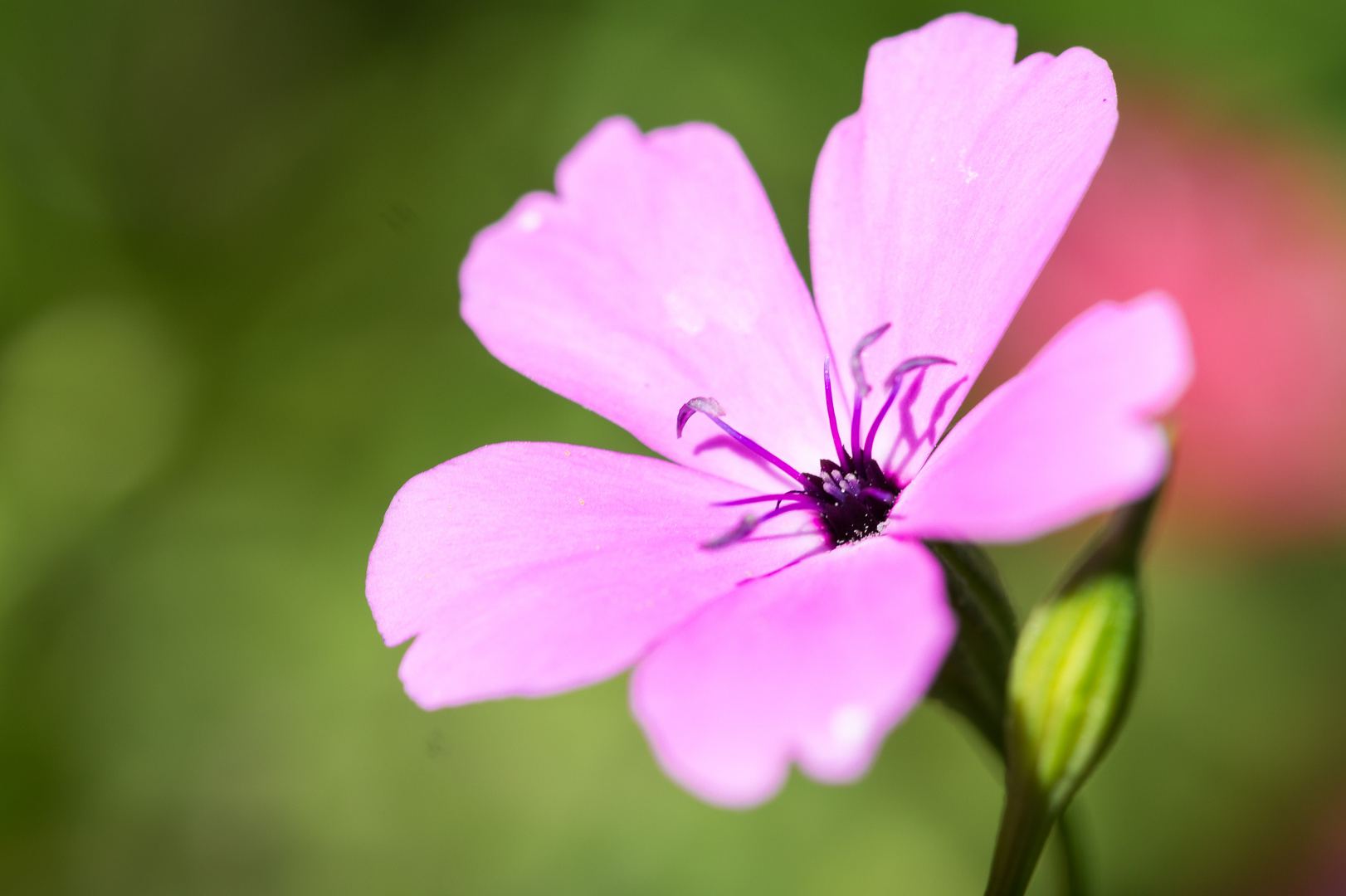 Rosa Blüte