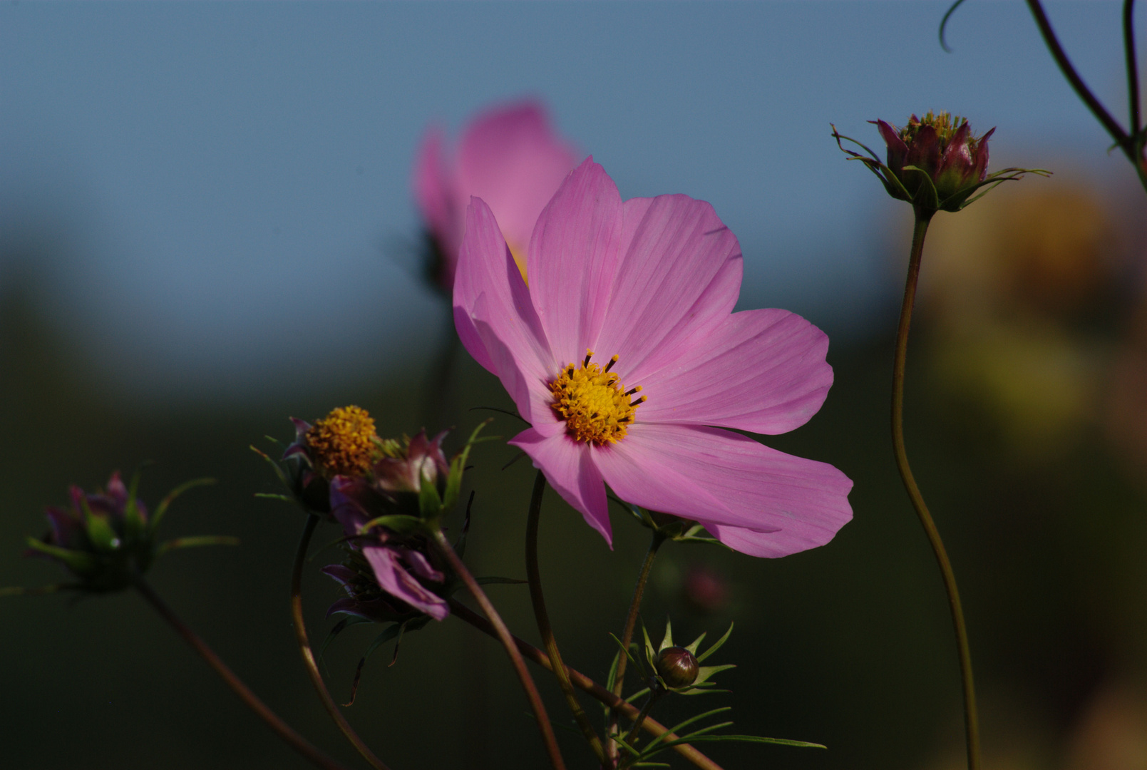 Rosa Blüte