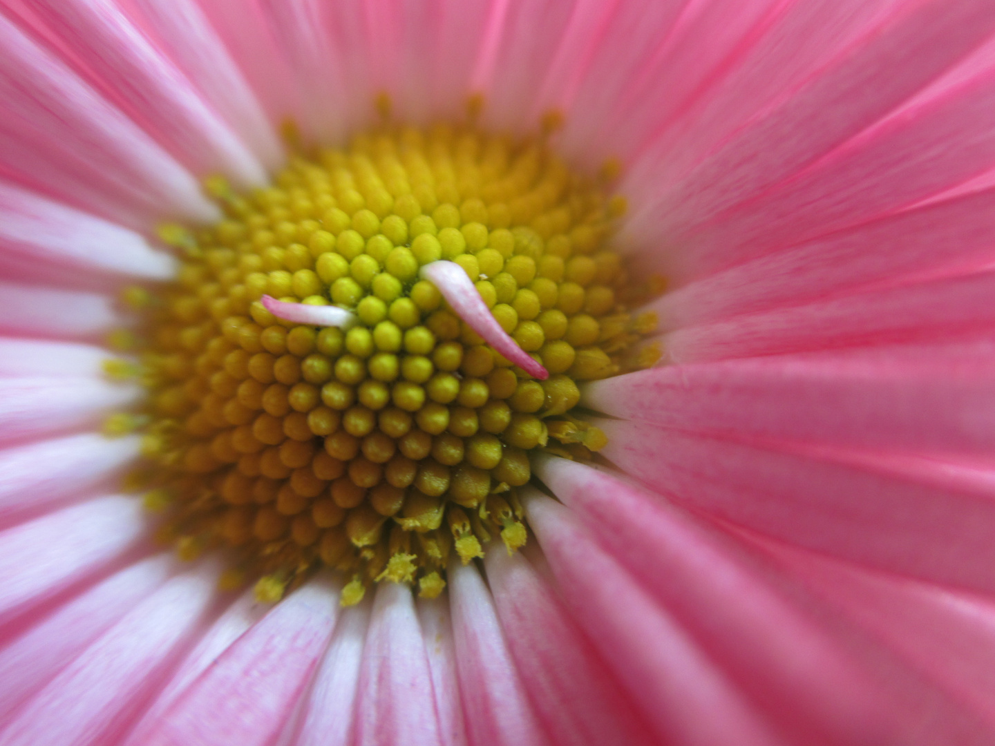 Rosa Blüte