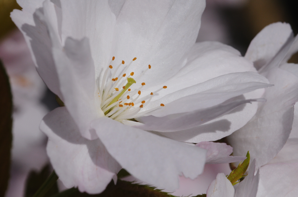 rosa Blüte