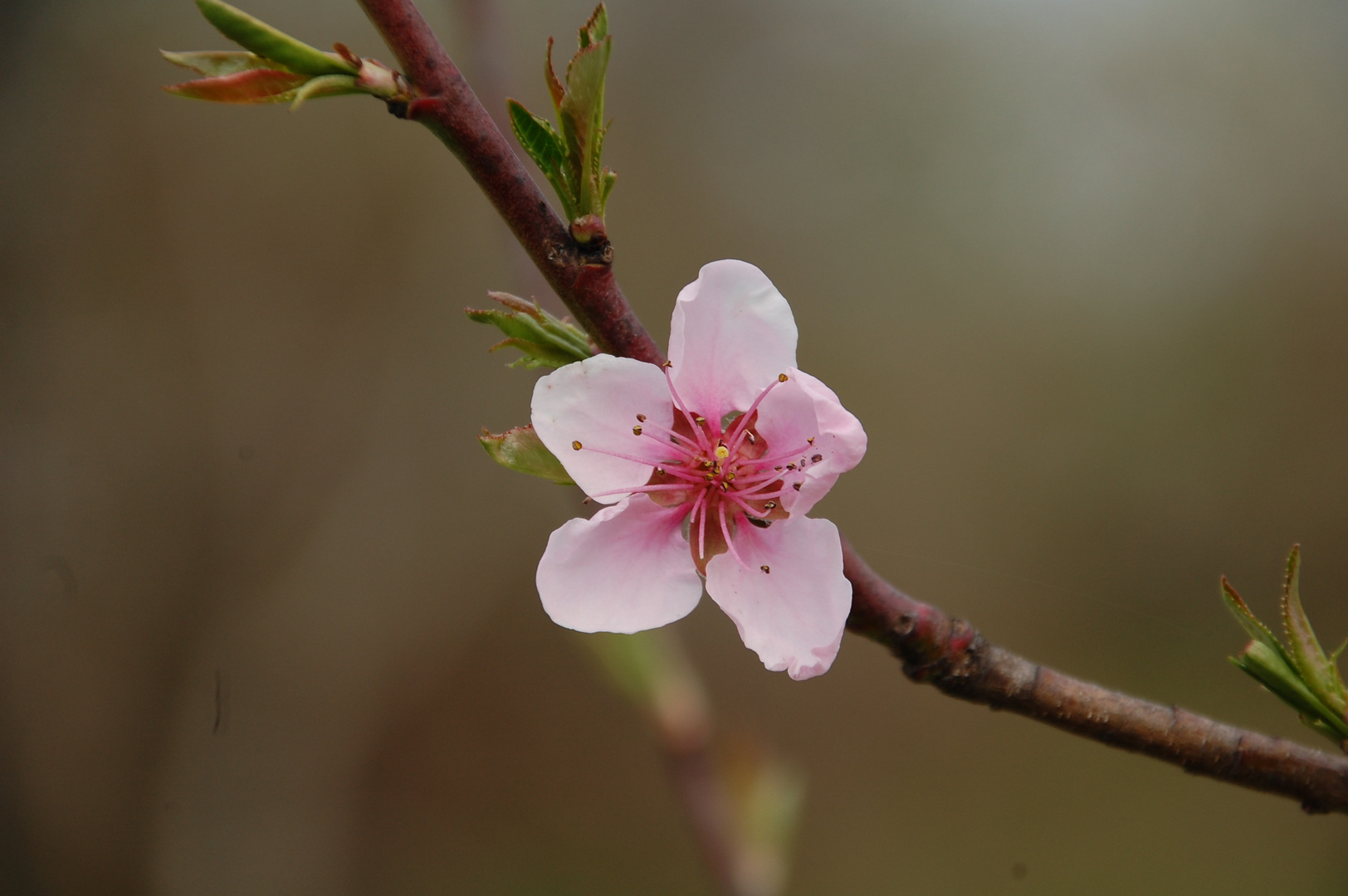 Rosa Blüte