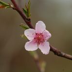 Rosa Blüte