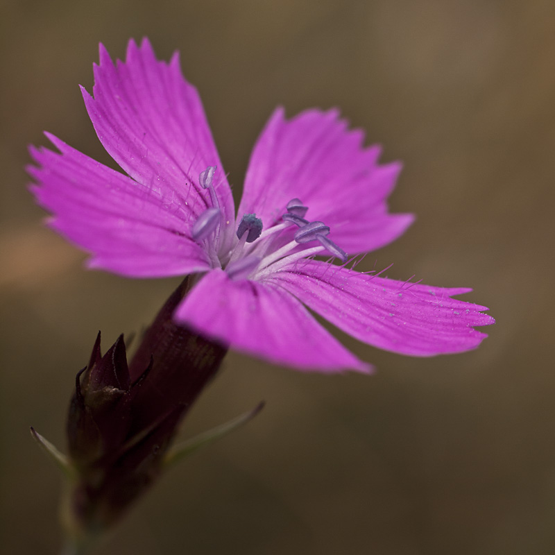 rosa Blüte