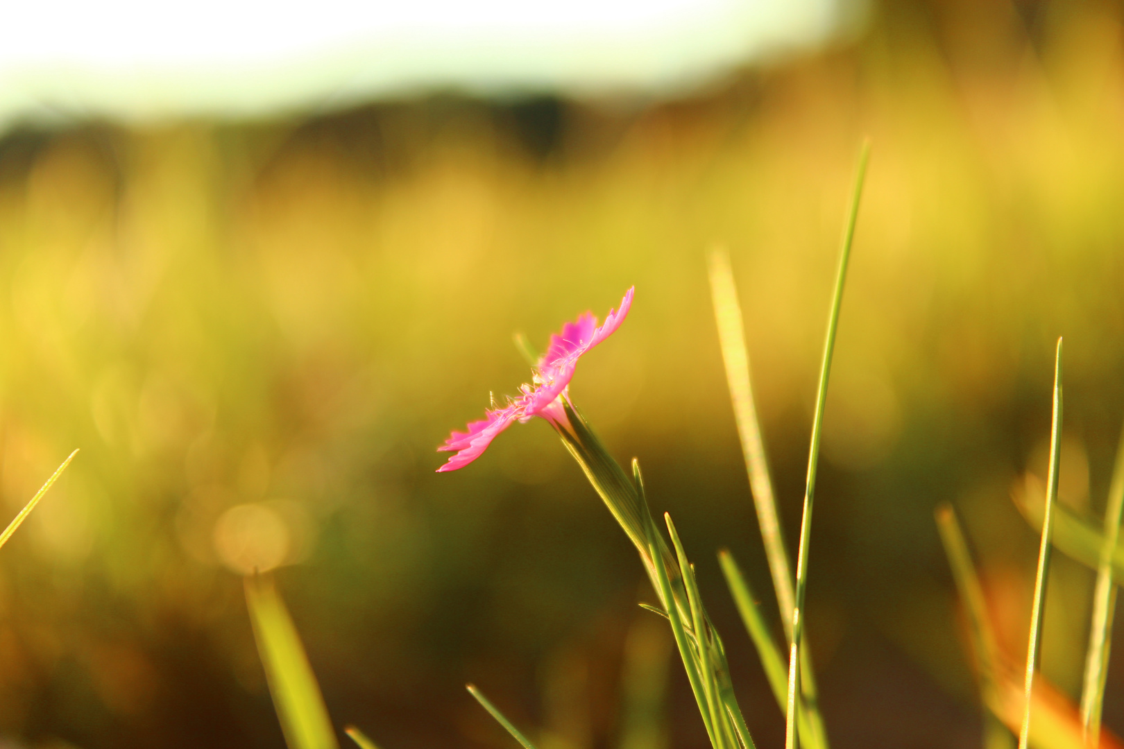 Rosa Blüte auf Feld - Nahaufnahme Sunset