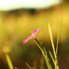 Rosa Blüte auf Feld - Nahaufnahme Sunset