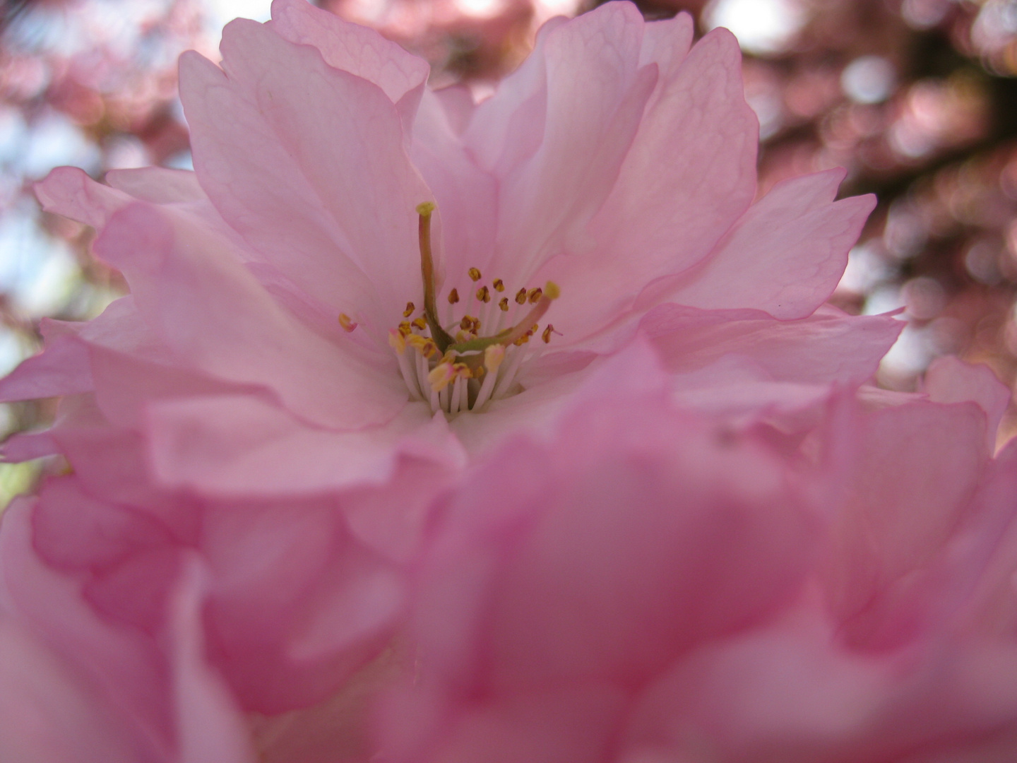 Rosa Blüte