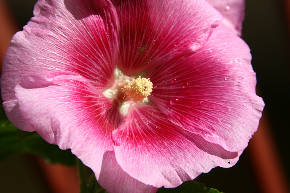 rosa Blüte