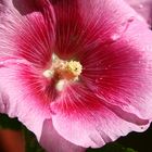 rosa Blüte