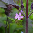 Rosa Blüte küsst lila Salbei