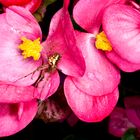 rosa Blüte mit Bewohner