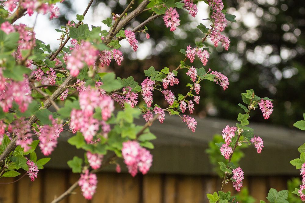 Rosa Blüten Foto & Bild pflanzen, pilze & flechten, sträucher, bäume