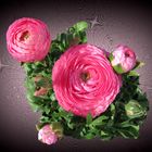 Rosa Blüten