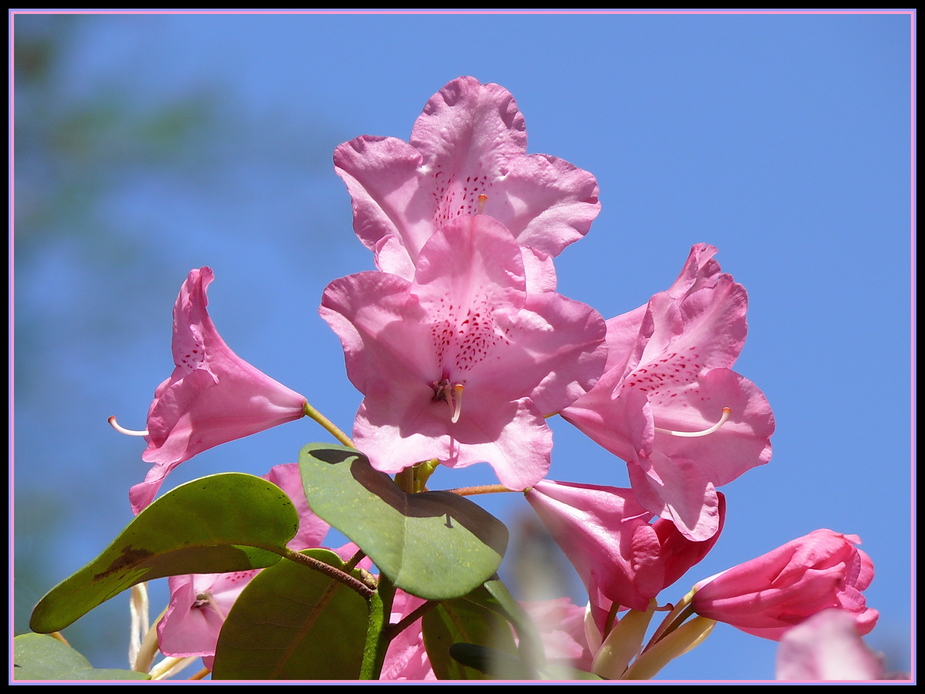 Rosa Blüten