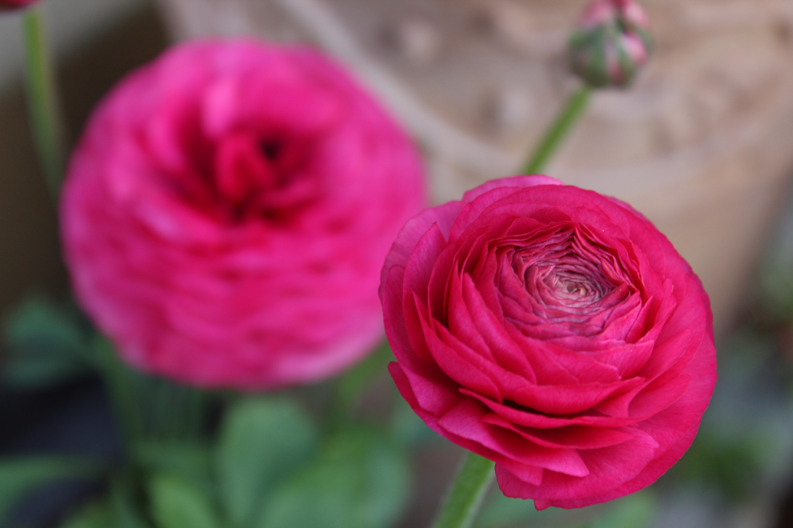 rosa Blüten, deren Namen ich nicht weiß