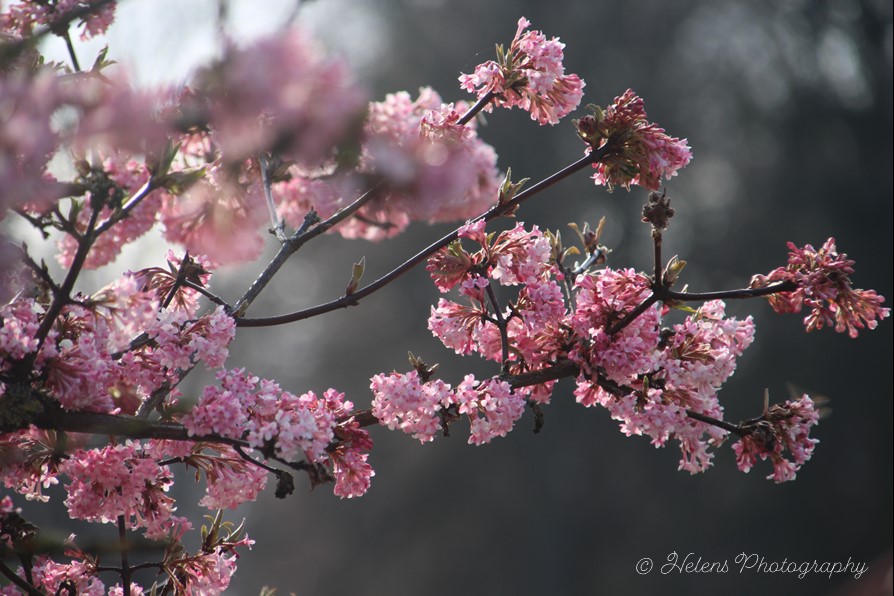 Rosa Blüten