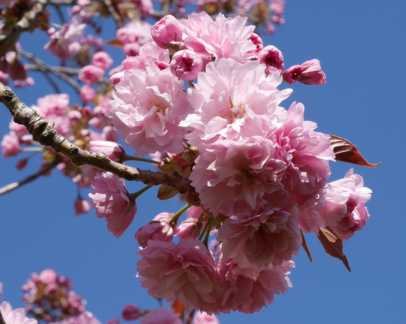 Rosa Blüten im Frühling.