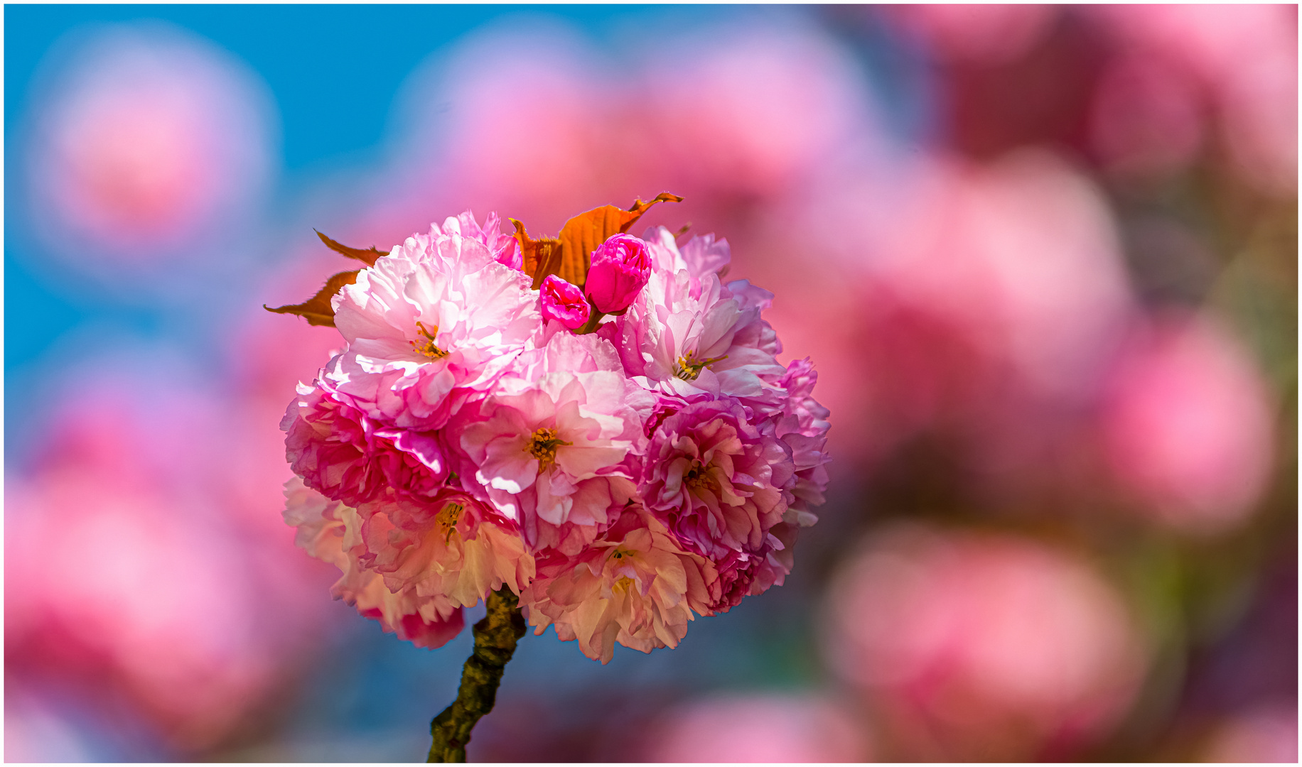 Rosa Blüten Kugel !