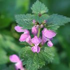 rosa Blüten - Taubnessel