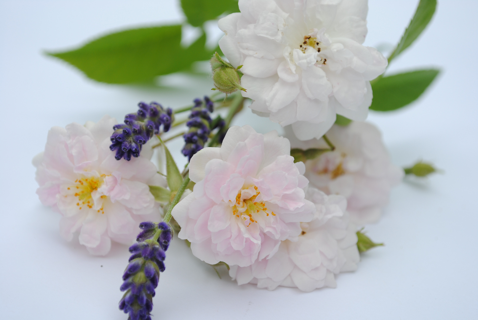 Rosa Blüten und violetter Lavendel