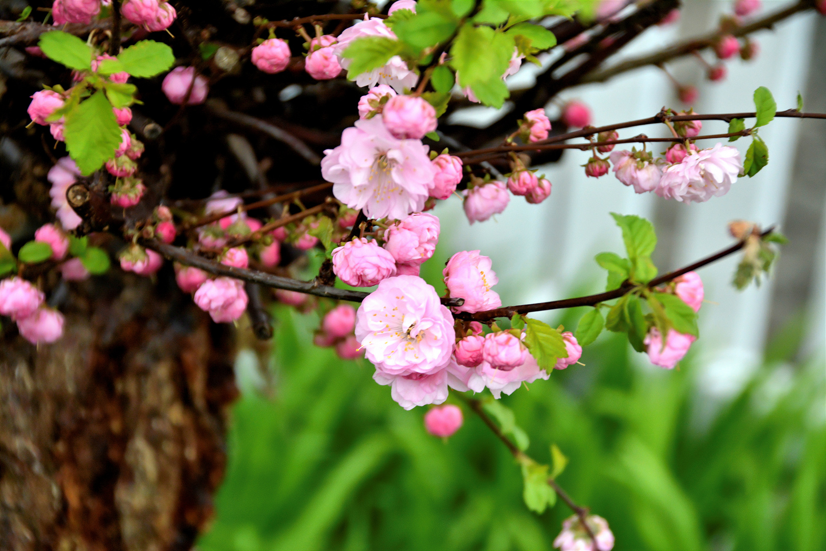 Rosa Blüten zieren ...