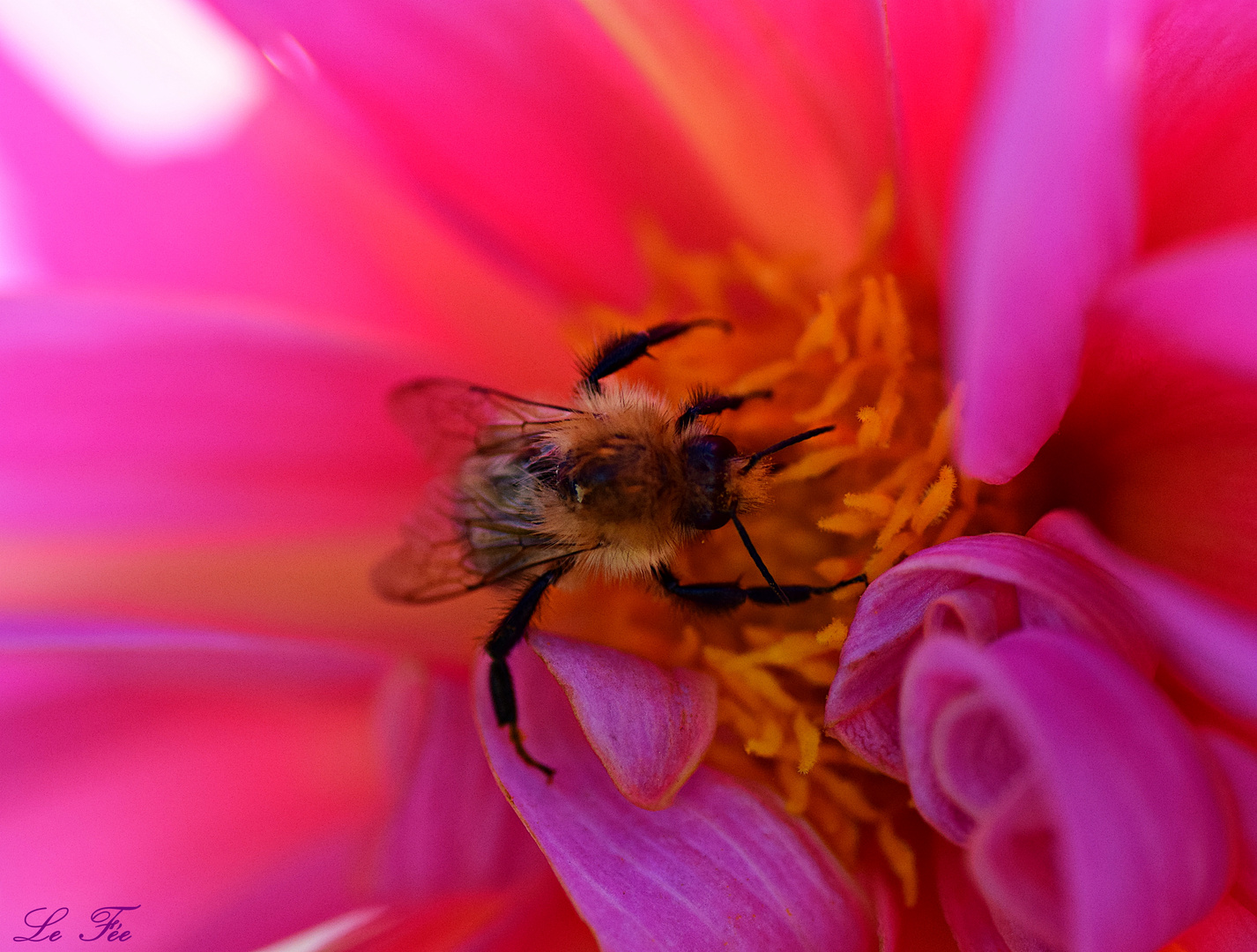 rosa Blütenbett